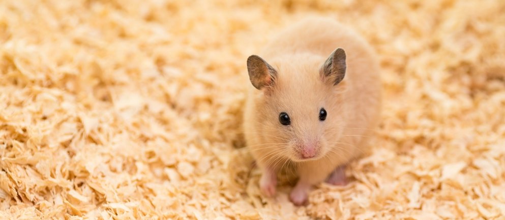 Hamster im Nagarium
