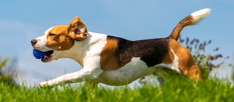 Der Beagle stammt aus Großbritannien und gehört zu den ältesten Jagdhunderassen.