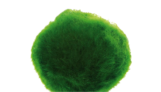 Grüne Mooskugel