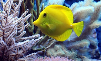Ein Schwarm leuchtend roter Neonsalmler schwimmt zwischen Unterwasserpflanzen und Treibholz in einem Aquarium.