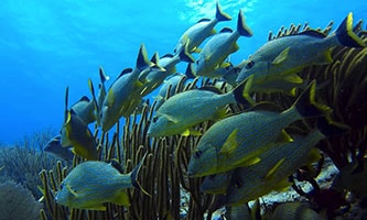 Schwarmfische im Aquarium