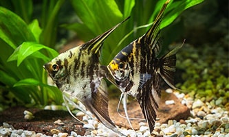 Eine Hand hält einen weißen Behälter über einem Aquarium mit einem bewachsenen Bodengrund und Gesteinsformationen.