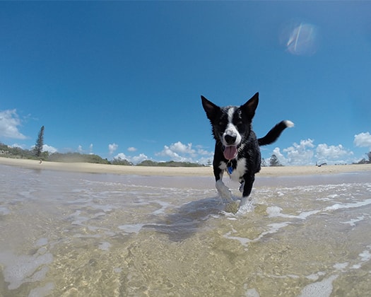 Schwarzer Hund im Wasser