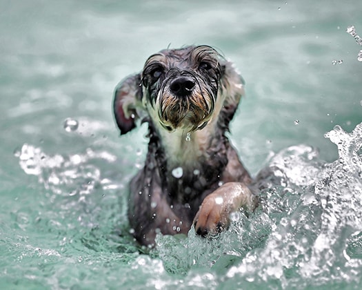 Welpe im Wasser am schwimmen