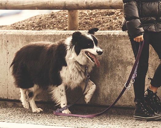 Junger Hund beim Gassi-gehen