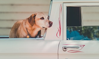 Junger Hund an einem Tisch zu dem Thema Reisemöglichkeit mit Hunden