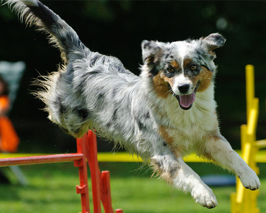 Junger Hund im Hürdentraining
