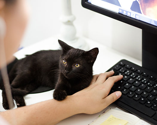 Schwarze Katze liegt neben dem Notebook
