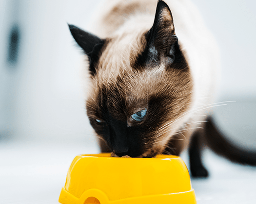 Katze frisst aus einem gelben Napf