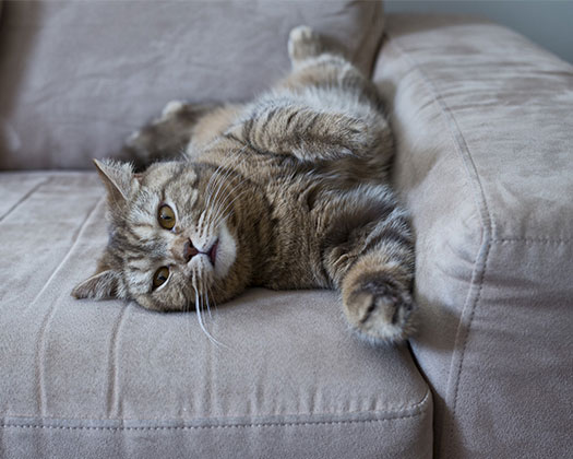 Eine Katze macht es sich auf dem Sofa gemütlich.