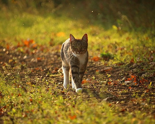 Katze läuft durch eine herbstliche Landschaft