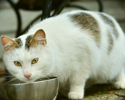 Weiße Katze steht vor ihrem Futternapf und schaut direkt in die Kamera.