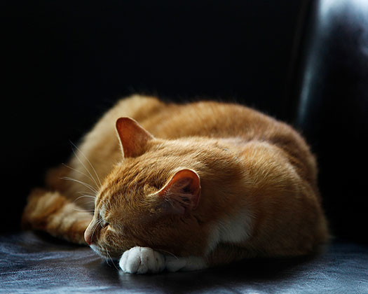 Katze am Schlafen auf dem Sofa