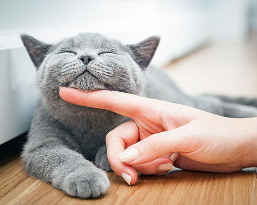 Braune Katze, die sich streicheln lässt