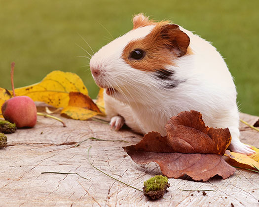 Hamster sitzt draußen auf einem grauen Stein auf einer Wiese