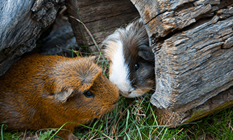 Kleintier Meerschweinchen an einer Baumkrone