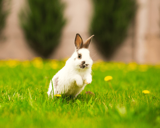 Weißer Hase springt über eine Blumenwiese