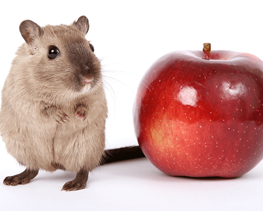 Rennmaus sitzt neben einem Apfel