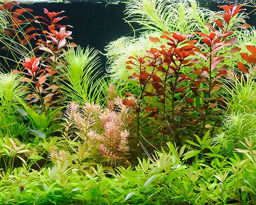 Paludarium als vollständigerer Lebensraum 