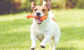 Energiegeladene Jack Russell Terrier